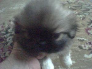 AKCRegisteredPekingesepuppiesforsale